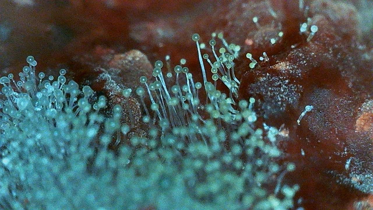 mold on a strawberry